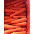 cenoura fresca